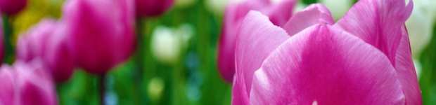 Keukenhof, o jardim das tulipas